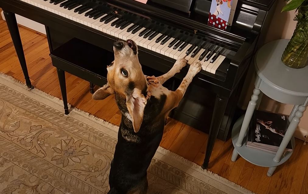 Buddy Mercury le chien qui chante